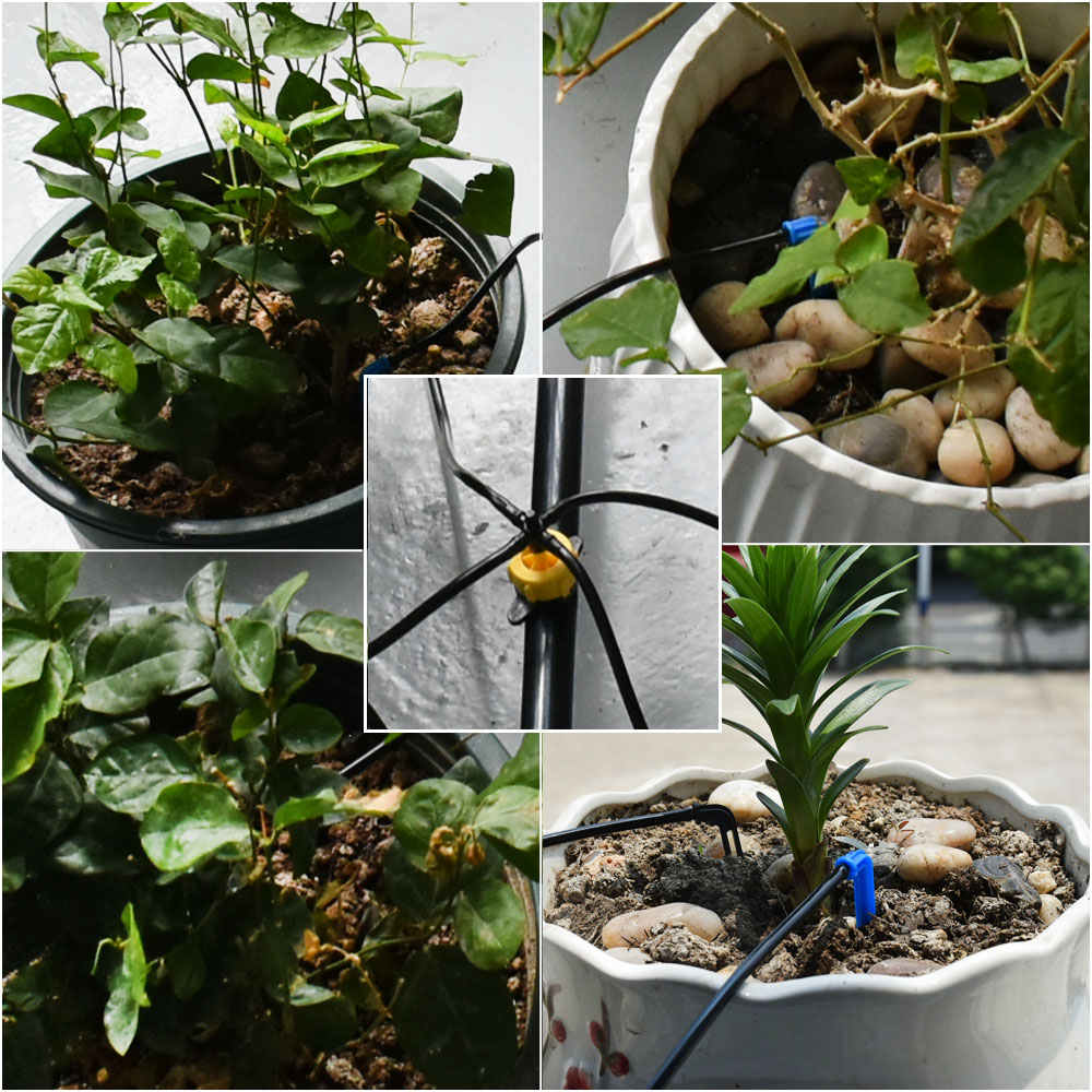 Greenhouse Potted Curved Arrow - Root Watering Spike recension och pris